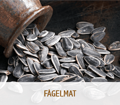 Fågelmat